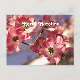 Dogwood Tree Postcard