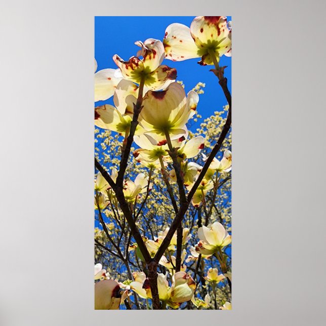 Dogwood Tree Poster (Front)