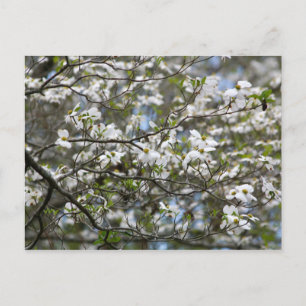 Dogwood Tree White Flower Blossoms Postcard