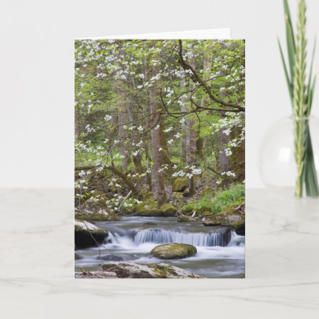 Dogwood Trees | Great Smoky Mountain, Tennessee Card (Front)