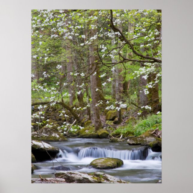 Dogwood Trees | Great Smoky Mountain, Tennessee Poster (Front)