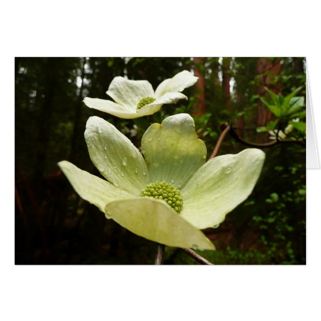 Dogwoods and Redwoods in Yosemite National Park (Front Horizontal)