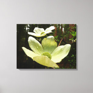 Dogwoods and Redwoods in Yosemite National Park Canvas Print