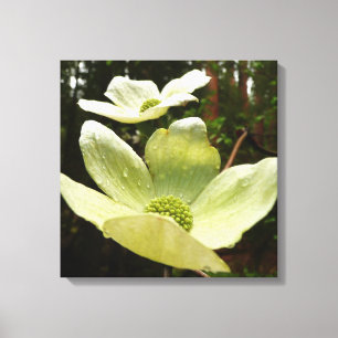 Dogwoods and Redwoods in Yosemite National Park Canvas Print