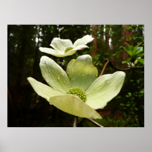 Dogwoods and Redwoods in Yosemite National Park Poster