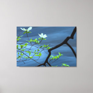Dogwoods by the Water Canvas Print