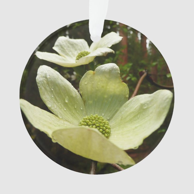 Dogwoods et séquoias dans le parc national Yosemit (devant)