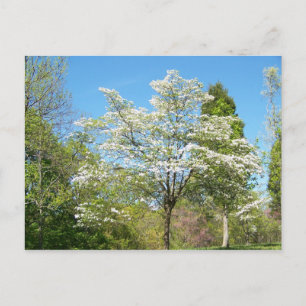 Dogwoods Postcard