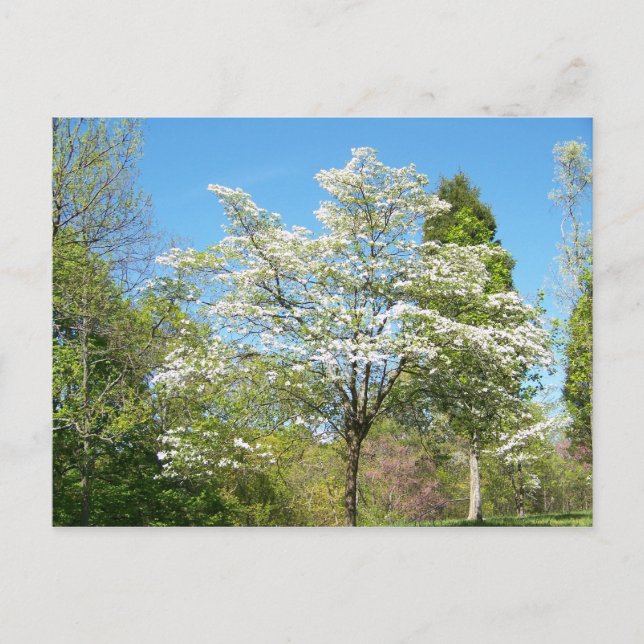 Dogwoods Postcard (Front)