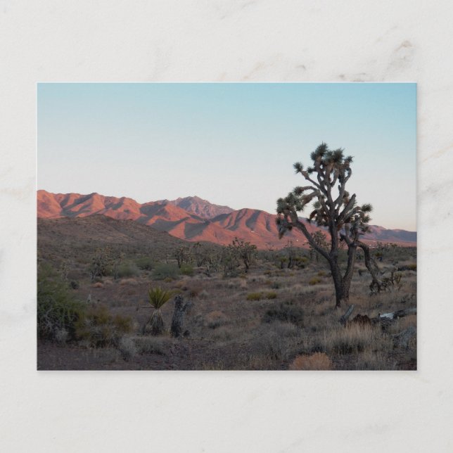 Dolan Springs Postcard (Front)