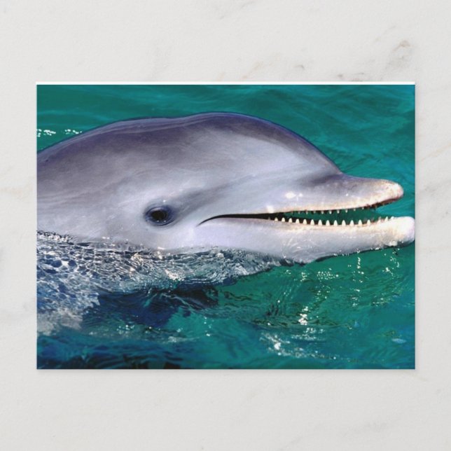dolfijn postcard (Front)