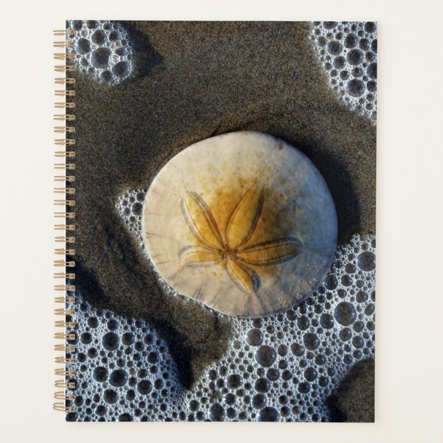 Dollar de sable et Surf Plage (Devant)