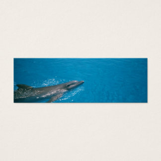 DOLLY FIN