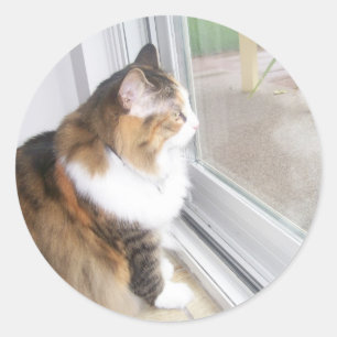 Dolly le chat regarde par les stickers de fenêtre