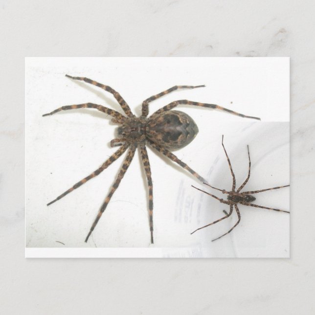Dolomedes Male & Female Spiders Postcard (Front)