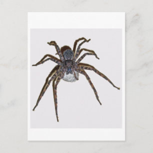Dolomedes tenabrosus with Egg Sack Postcard