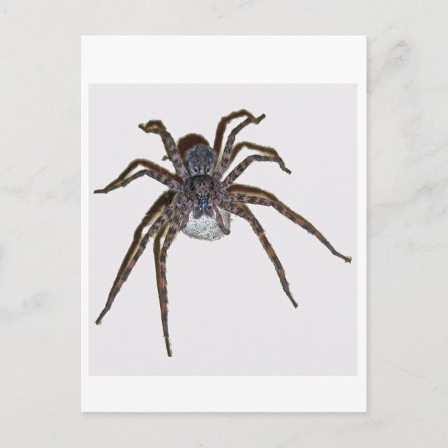 Dolomedes tenabrosus with Egg Sack Postcard (Front)