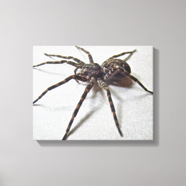 Dolomedes tenebrosus - Fishing Spider Canvas Print (Front)