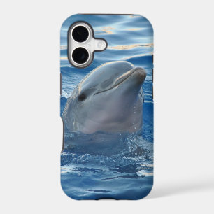 Dolphin