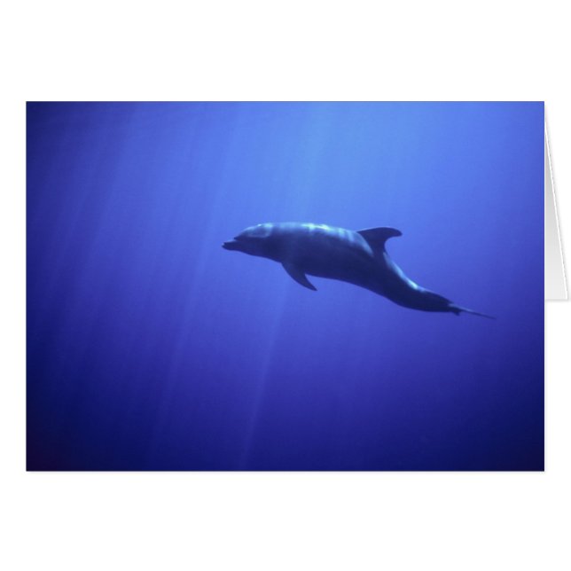 Dolphin (Front Horizontal)