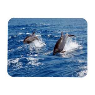 Dolphin Adventure Magnet