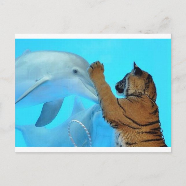Dolphin and Tiger meet Postcard (Front)