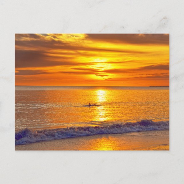Dolphin at Sunset, Fort Myers Beach, Florida Postcard (Front)