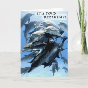 Dolphin birthday party card