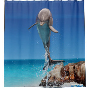 Dolphin Blue Water Ocean Wildlife Animal