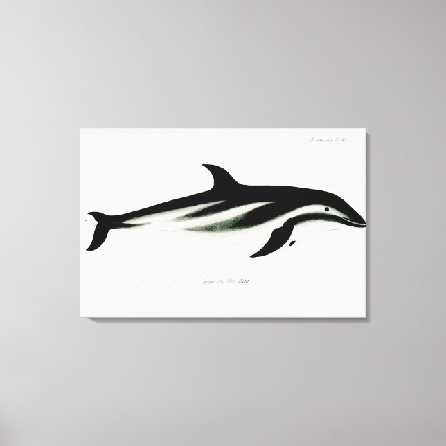 Dolphin Canvas Print (Front)
