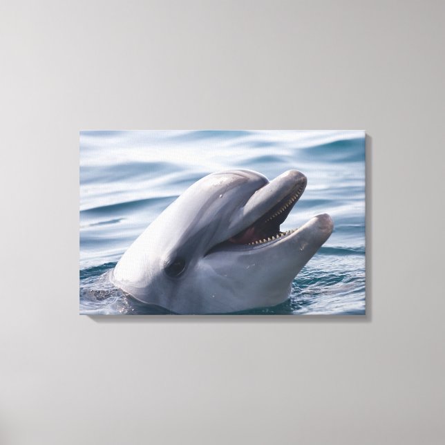 Dolphin Canvas Print (Front)