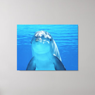 dolphin canvas print