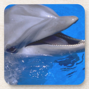Dolphin coaster set