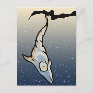 dolphin cocoon postcard
