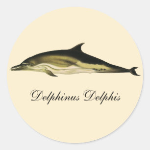 Dolphin Delphinus Delphis, Vintage Marine Animals Classic Round Sticker