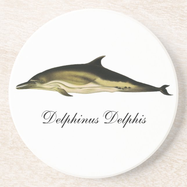Dolphin Delphinus Delphis, Vintage Marine Animals Coaster (Front)