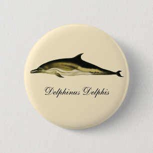 Dolphin Delphinus Delphis, Vintage Marine Mammals  2 Inch Round Button