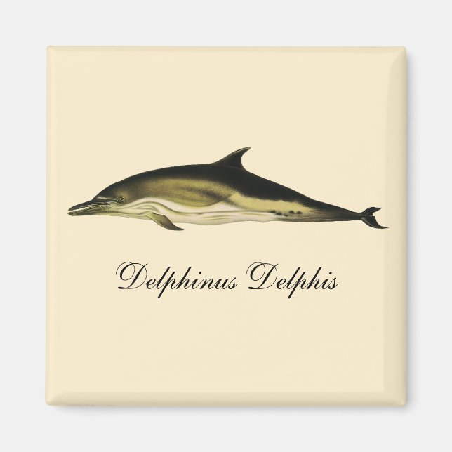 Dolphin Delphinus Delphis, Vintage Marine Mammals  Magnet (Front)