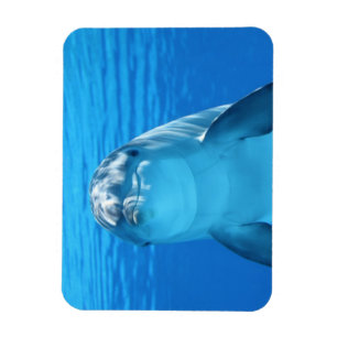 Dolphin face up close magnet