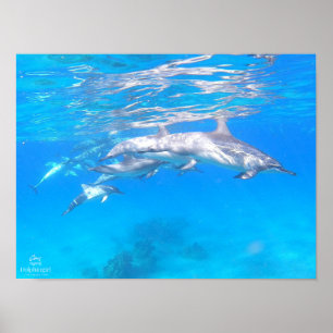 "Dolphin Family" Poster