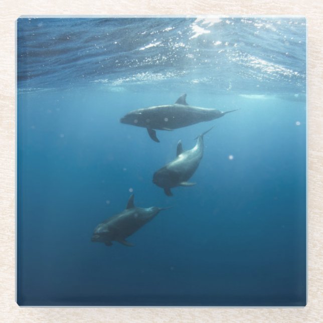 Dolphin Family Underwater Glass Coaster (Front)