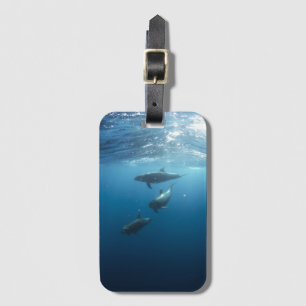 Dolphin Family Underwater Photo Luggage Tag