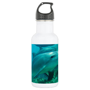 dolphin fish marine ocean under water swim 532 ml water bottle