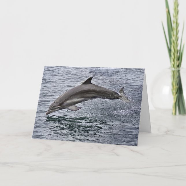 Dolphin Greeting Card (Front)