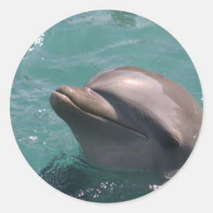 Dolphin Grinning  Stickers