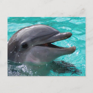 Dolphin head in aquamarine water postcard