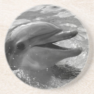 Dolphin head in water mouth open Black and White Coaster