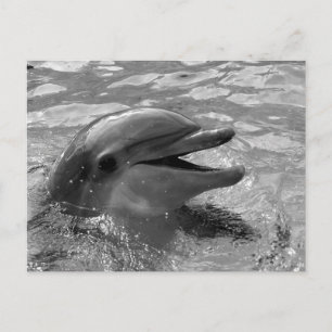 Dolphin head in water mouth open Black and White Postcard