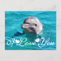 Dolphin in Blue Water Photo Image I Love You Postcard | Zazzle