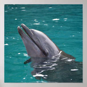 Dolphin In Green Poster